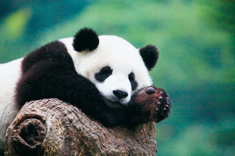 Pandas in China are no longer endangered