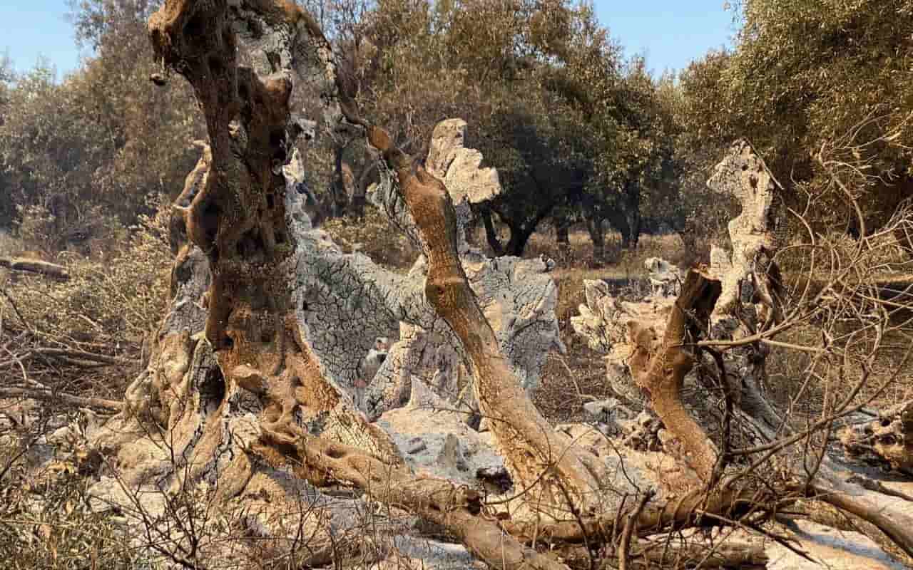 У Греції згоріло 2500-річне дерево